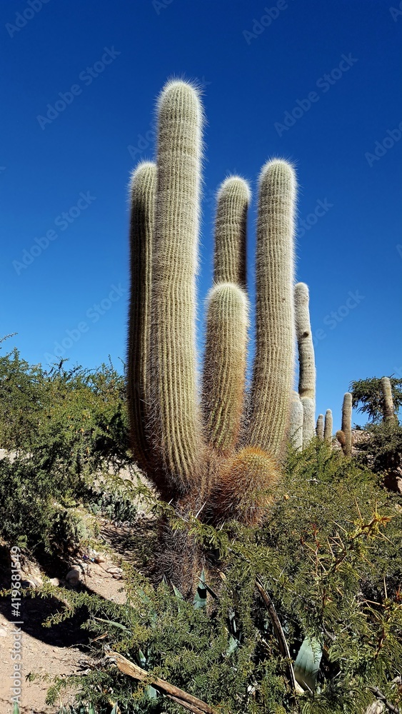 Plant belonging to the Cactaceae family, widespread in South America especially in Chile, Argentina and Bolivia. Wood of this species can be used in the construction and manufacture