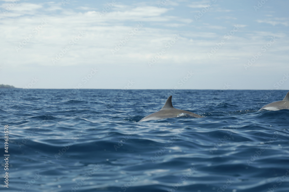 Fototapeta premium Dauphin à l'horizon