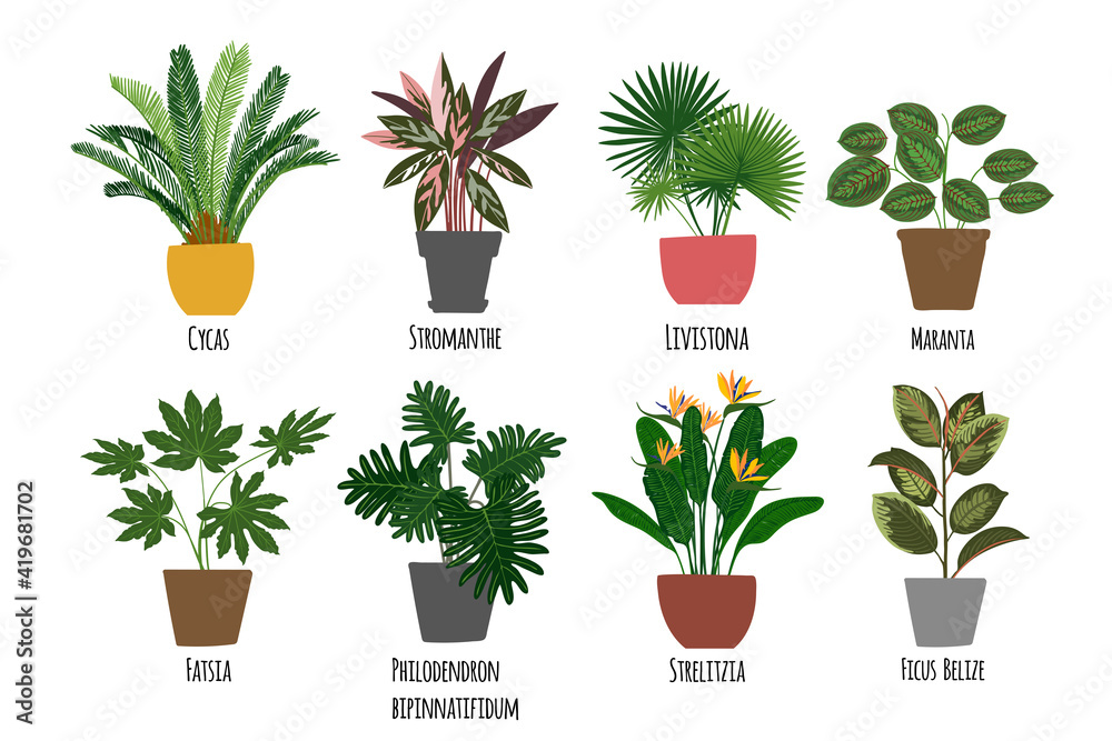 Fototapeta Houseplants. Tropical plants in pots. Exotic flowers. Cycas, Stromanthe, Livistona, Marania, Fatsia, Phliodendron Bipinnatifidum, Strelizia, Fisus Belize