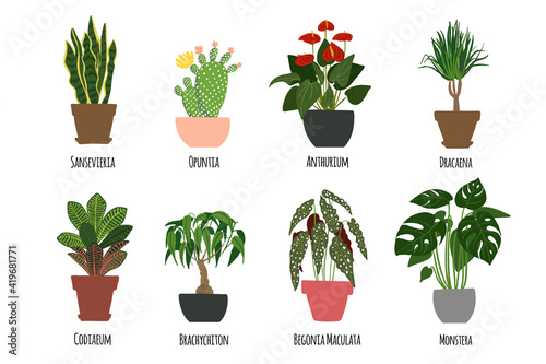 Houseplants. Tropical plants in pots. Exotic flowers. Sansevieria, Opuntia, Anthurium, Dracaena, Codiaeum, Brachychiton, Begonia Maculata, Monstera