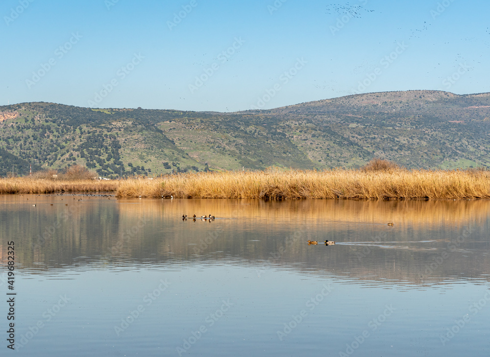 Agmon Hahula Nature Reserve- Hula Lake reflection in the Galilee , Israel