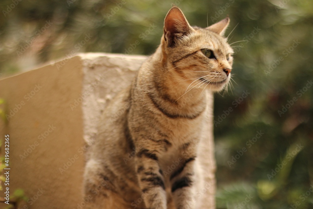  cat portrait sitting on the wall