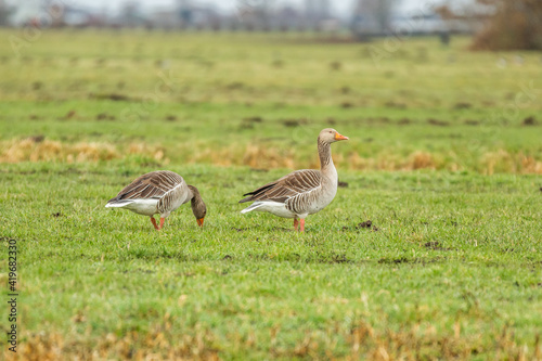 Close up of male and female Greylag Geese  Anser anser  walking and looking for food in a green pasture