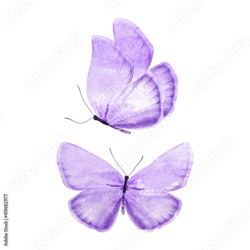 Canvas Print set of purple butterflies isolated on a white background
