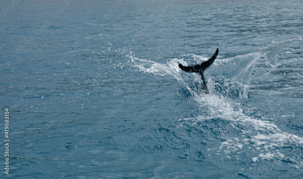 Fototapeta premium Saut de dauphin