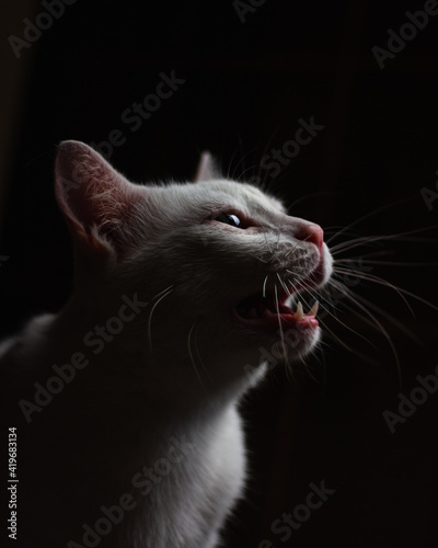 Fototapeta Naklejka Na Ścianę i Meble -  Meowing white cat