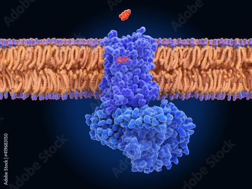 The dopamine receptor D1 coupled to a G-protein photo