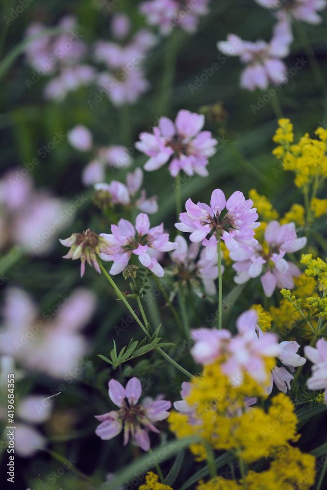 Полевые цветы