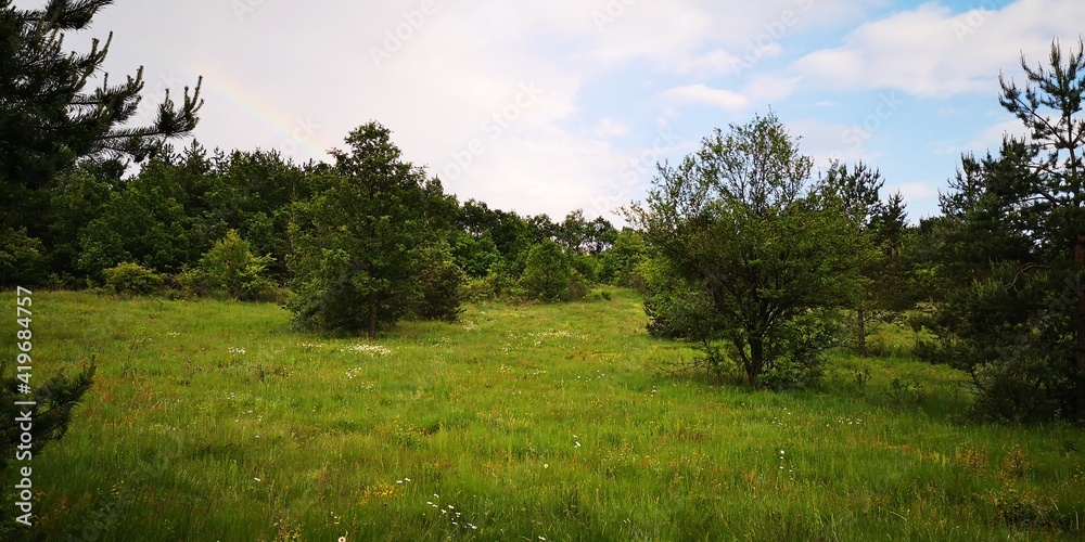 landscape with trees and sky