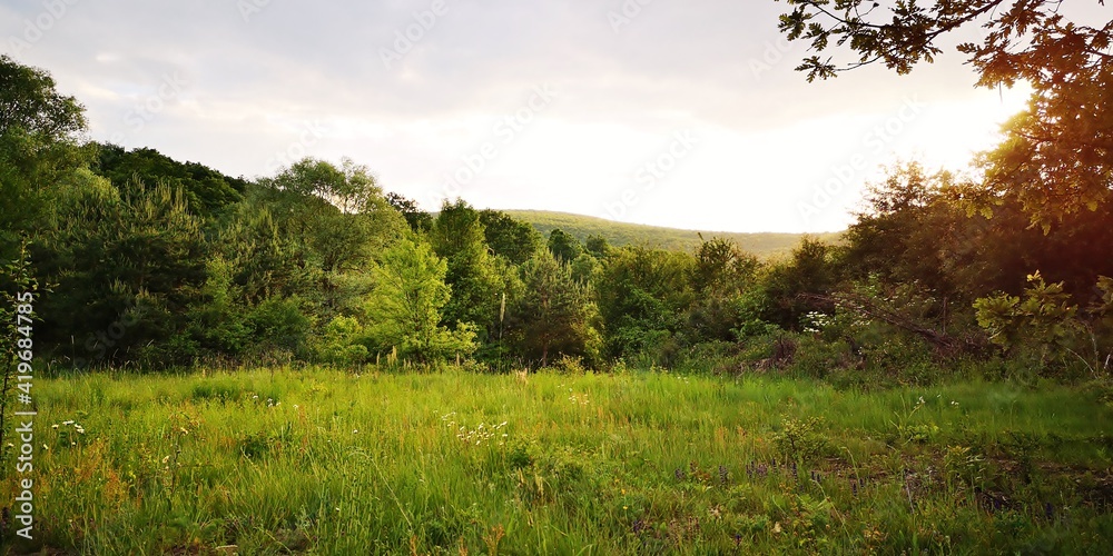 sunset in the forest