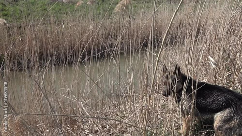 The German shepherd dog at the small stream, in the dense vegetation photo