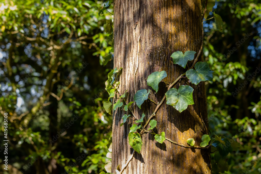 Fototapeta premium Azores vegetation, green forest details at Caldeira Velha.