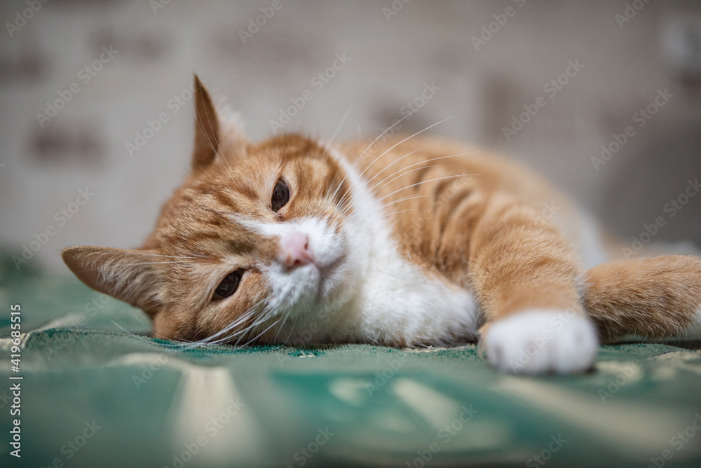 Naklejka premium An old ginger house cat is resting on the couch in the apartment.
