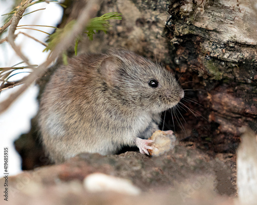 Mouse Stock Photos. Close-up profile side view in the forest eating  in its environment and habitat with a blur background.