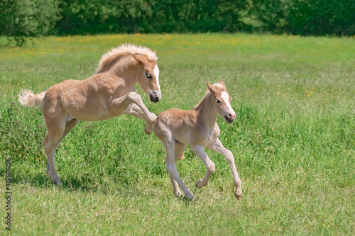 Two funny Haflinger horse foals playing, romp about and running across a green grass meadow in spring