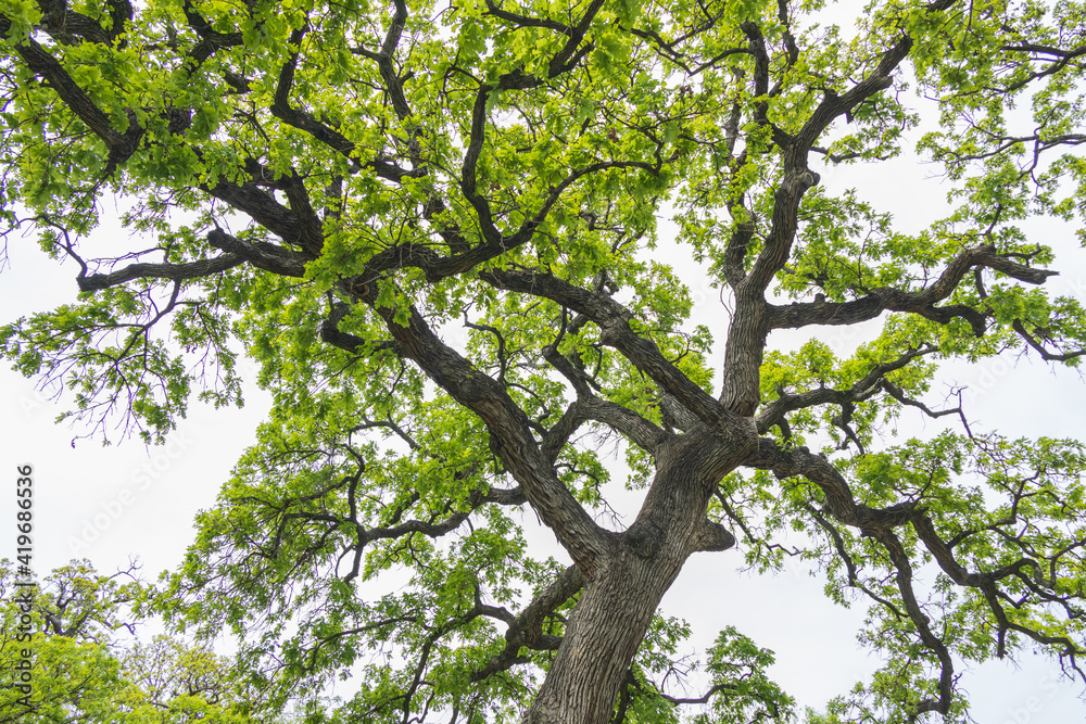 Tree branches and leaves of oak tree Tree branches and leaves of oak tree