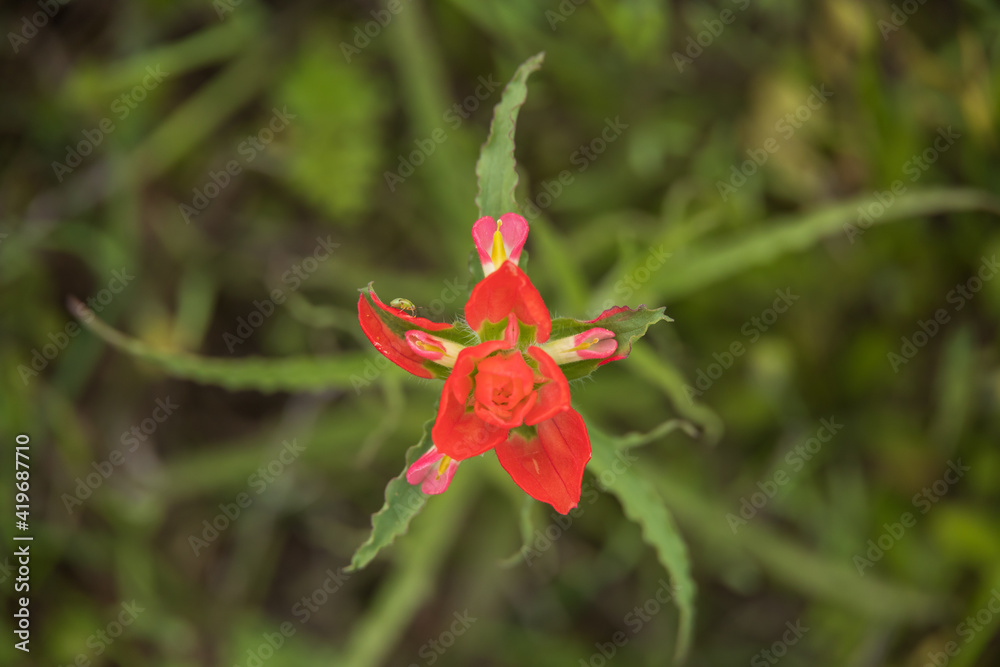 One Indian Paintbrush wildflower close-up with grass in background One Indian Paintbrush wildflower close-up with grass in background