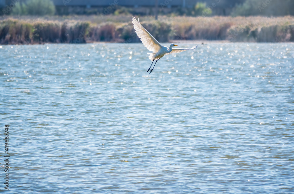 The flight of the little egret.