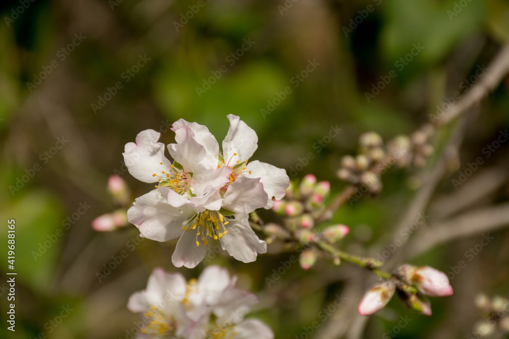 Beautiful, delicate early Spring almond blossoms in Kiryat Tivon Israel