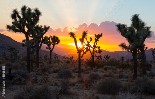 Joshua Tree National Park in California  USA