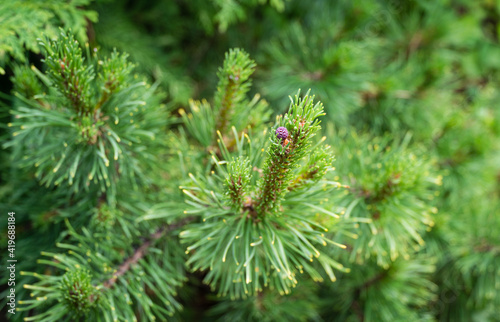 Pinus mugo Ophir with beautiful young shoots and small purple cone. Golden cultivar dwarf mountain pine green with golden tips of needles in sunny spring day. Soft selective close-up