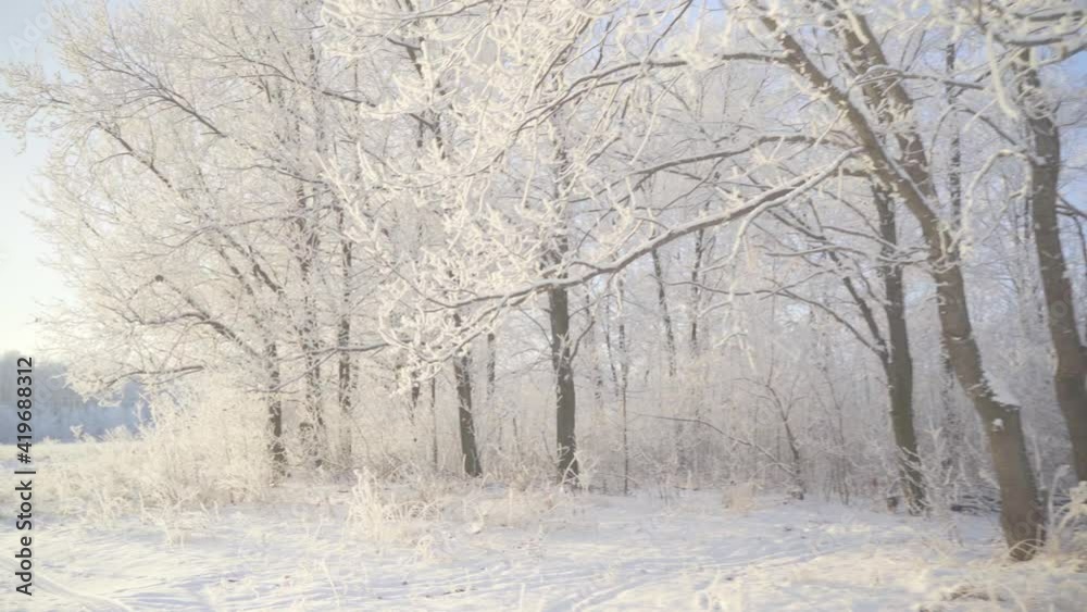 Walk through the winter forest with snow-covered trees on a beautiful frosty morning. No people Walk through the winter forest with snow-covered trees on a beautiful frosty morning. No people