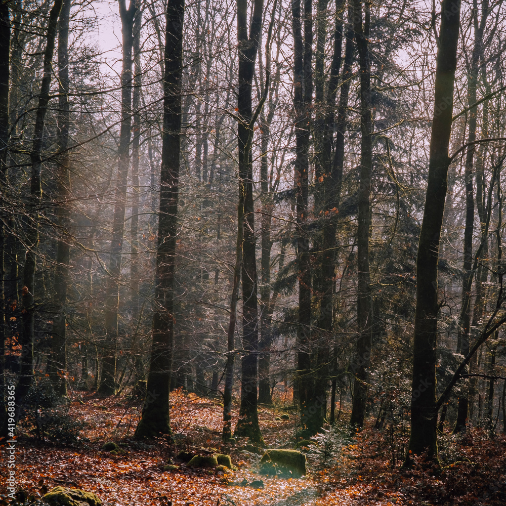 Naklejka premium Forêt d'hiver - France