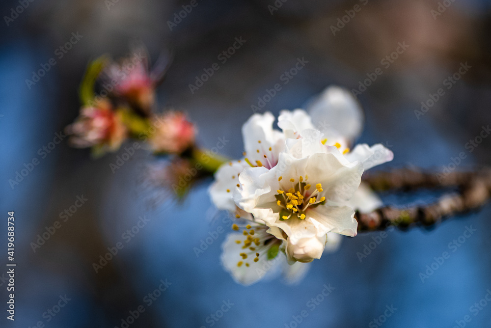 Beautiful, delicate early Spring almond blossoms in Kiryat Tivon Israel Beautiful, delicate early Spring almond blossoms in Kiryat Tivon Israel