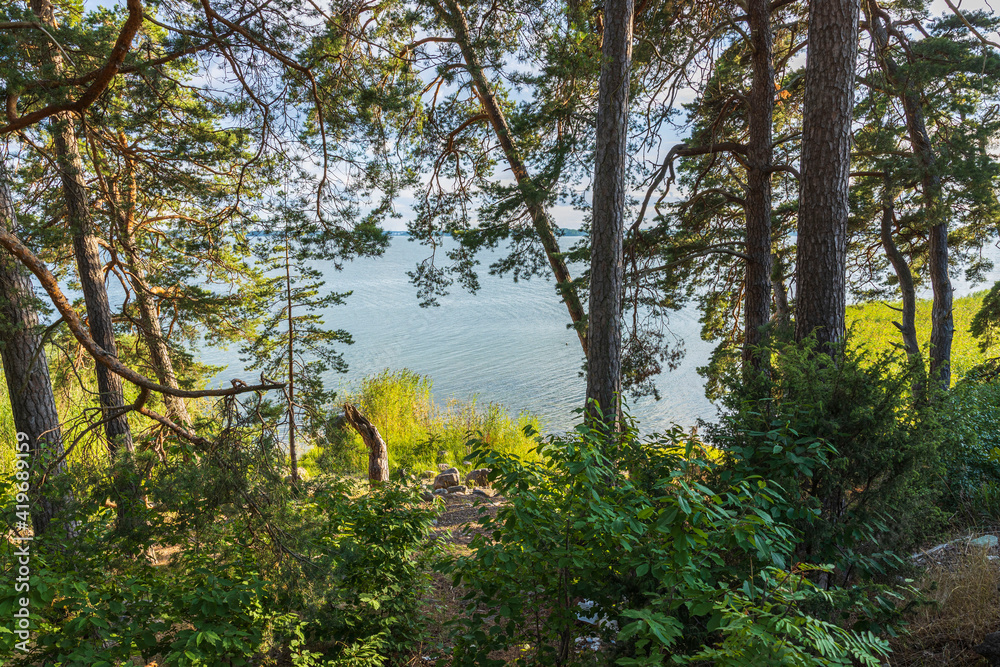 Beautiful landscape view of Baltic sea through pine trees. Sea shore with green trees and plants reflecting in  mirror water surface. Sweden. 