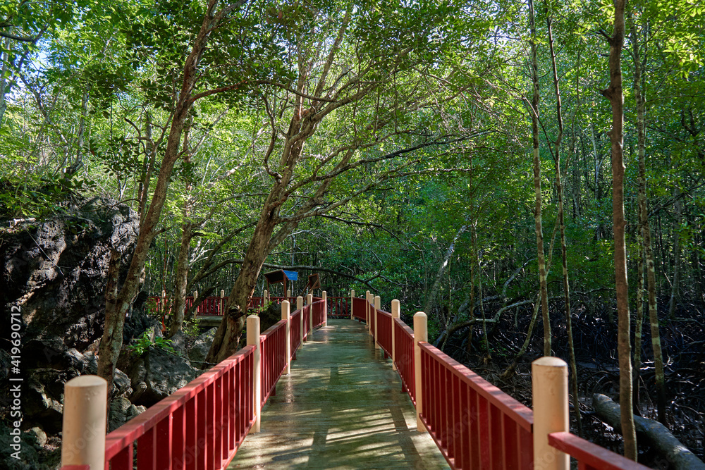 Walk through the mangrove forest in Asia