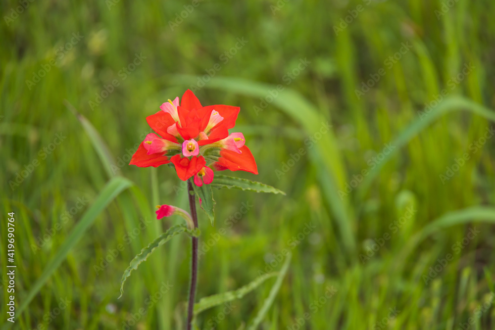 One Indian Paintbrush wildflower close-up with grass in background