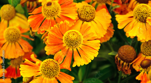 Sonnenhut   sommer blumen im garten