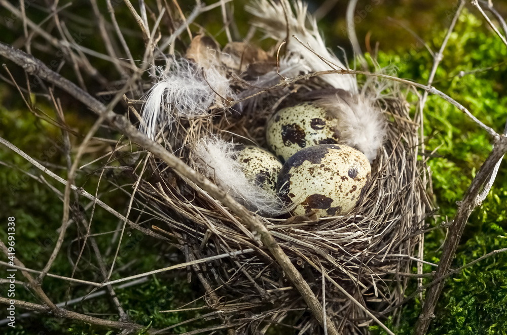Nest with spotted bird eggs on branches with selective focus