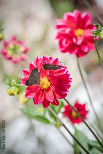 Two butterflies perched on red dahlia
