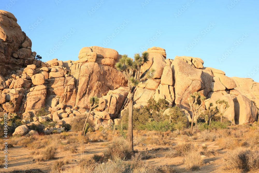 Fototapeta premium Joshua Tree National Park in California, USA