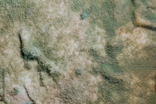 blue mold background, macro view