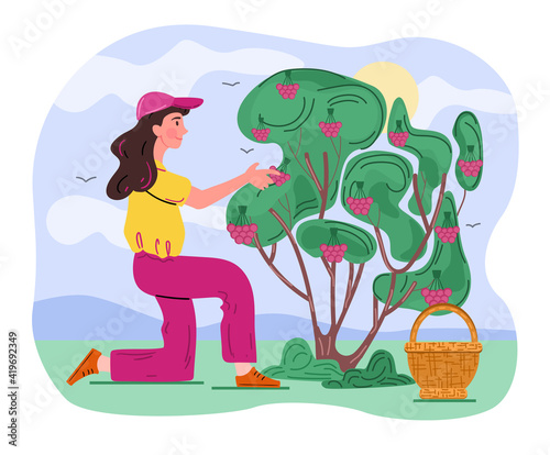 Female character is picking forest berries. Cheerful woman is standing on one knee and harvesting blueberries. Concept of female gardener. Flat cartoon vector illustration