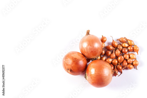 Onion sets isolated on a white. Seeding onion. Growing onion way.