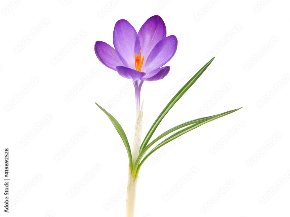 Single Spring flower of Whitewell Purple or Early Crocus isolated on white, Crocus tommasinianus
Single Spring flower of Whitewell Purple or Early Crocus isolated on white, Crocus tommasinianus