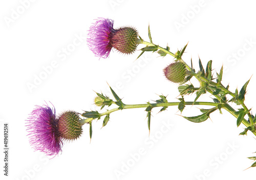 Wallpaper Mural Blooming thistle plant isolated on white, Cirsium lanceolatum
