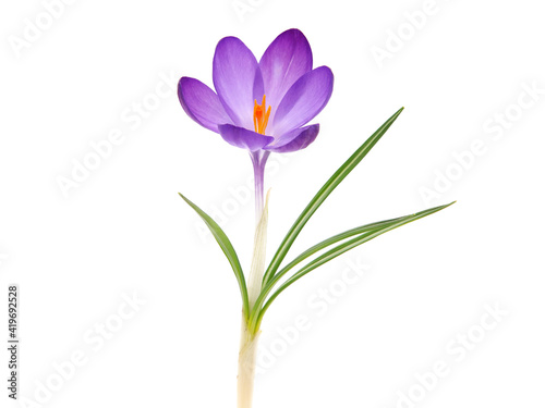 Single Spring flower of Whitewell Purple or Early Crocus isolated on white, Crocus tommasinianus
 photo