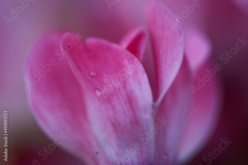 Pink flower with droplets on the petals
