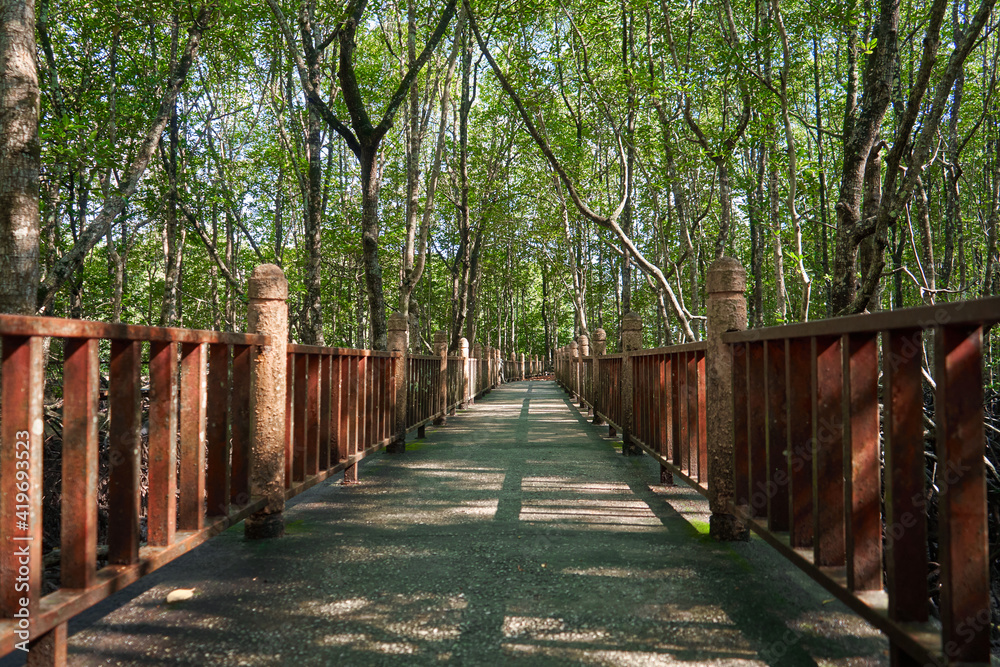 Walk through the mangrove forest in Asia