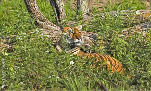 Bengal tigress lying in grasses © outdoorsman