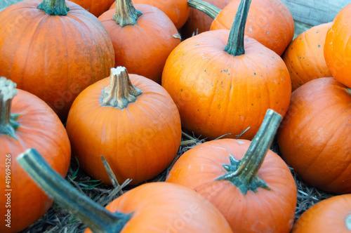 Boxes filled with fresh orange  pumpkins. Pumpkin Farm. 