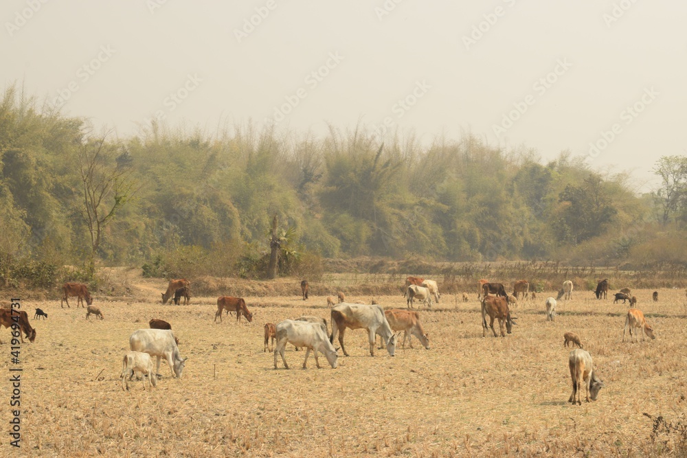Fototapeta premium cattle grazing on the field