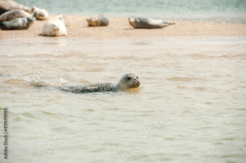 A seal takes a dip off Blakney point