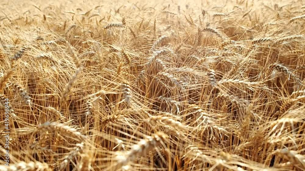 Gold wheat (Triticum) field background in HD VIDEO. Detail of ripe ears of yellow cereal field swaying from the gentle wind and ready for harvest growing in agricultural farm. Close-up. Gold wheat (Triticum) field background in HD VIDEO. Detail of ripe ears of yellow cereal field swaying from the gentle wind and ready for harvest growing in agricultural farm. Close-up.