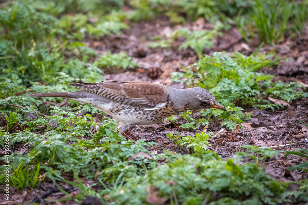 Wood bird Fieldfare, Turdus pilaris, on a sprng lawn.