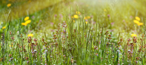 spring background panorama of green fresh grass and small red flowers  the setting sun illuminates the meadow